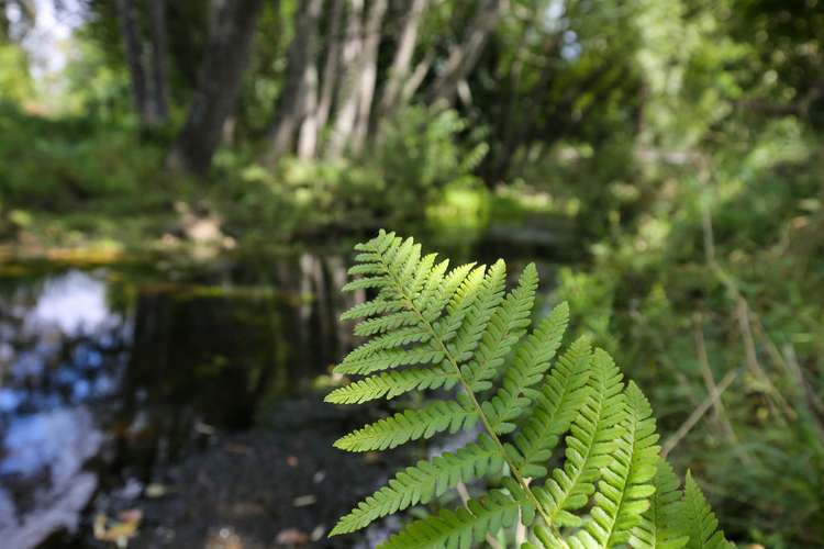 538 Waiwhero Road Ngatimoti_15