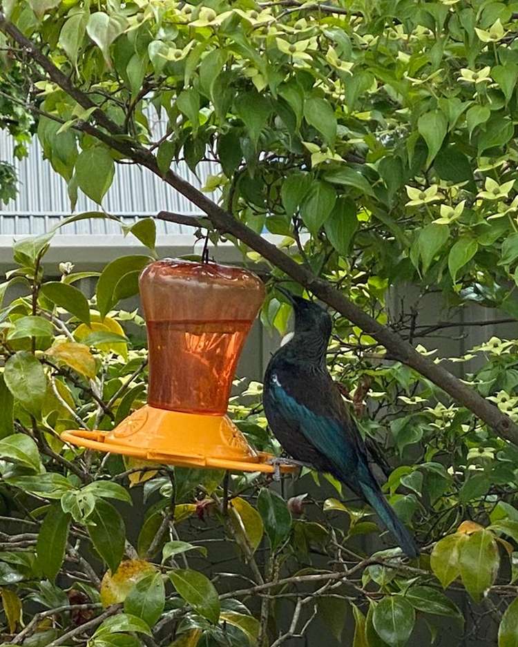 62 Adamson Drive Arrowtown_6