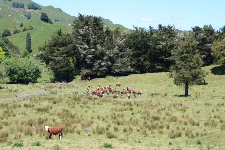6753 Ohura Road Ruapehu-King Country Surrounds_6