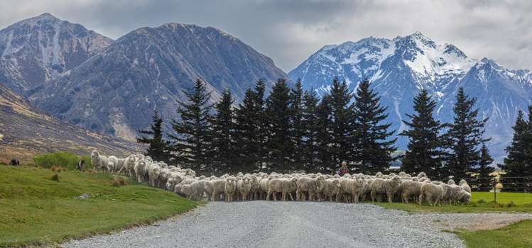 Lake Ohau Station Lake Ohau_35