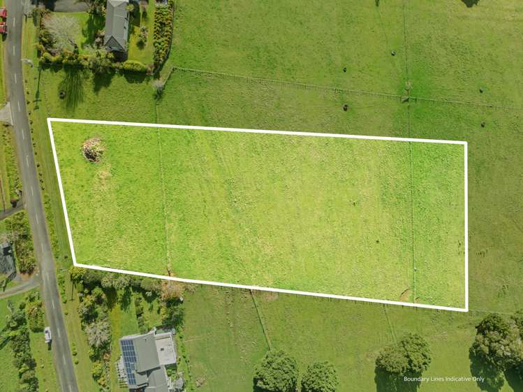 Waitaua Road Kauri_4