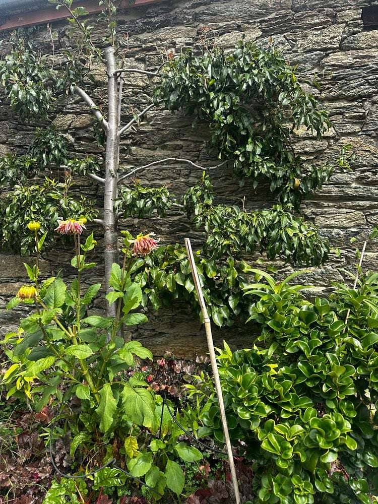 1245 Teviot Road Teviot_16