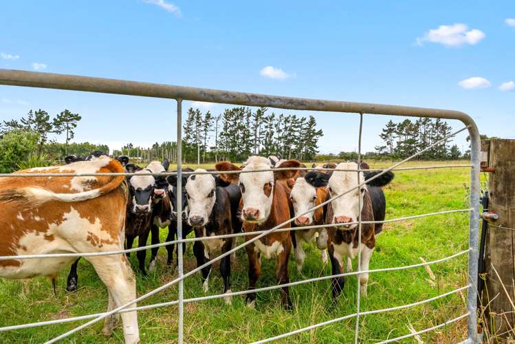 331 South Head Road, South Head Helensville_2