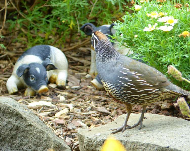 53 Kitewaho Road Swanson_54