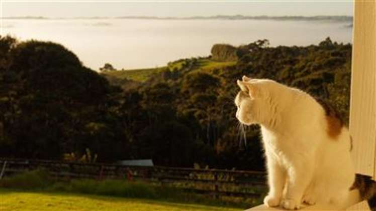 171 Pinchgut Road Kaukapakapa_11