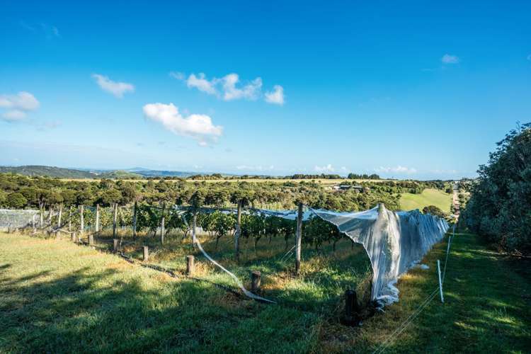 152 Trig Hill Road Waiheke Island_13