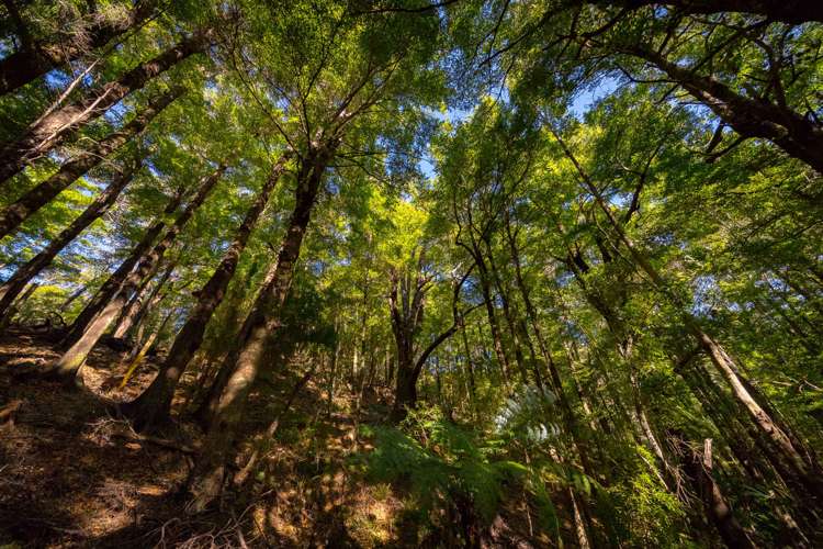 419b Katherine Mansfield Drive Blue Mountains_12