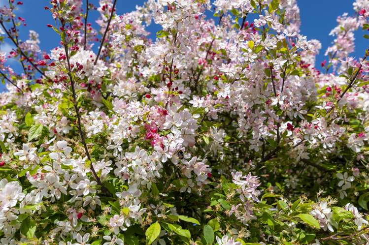 9 Cranbrook Grove Waikanae_21