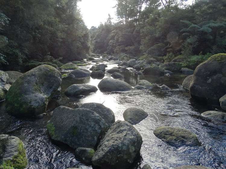 851 Wright Road Aongatete_19