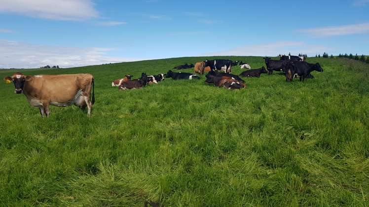 31 Windy Ridge Road Balclutha_23