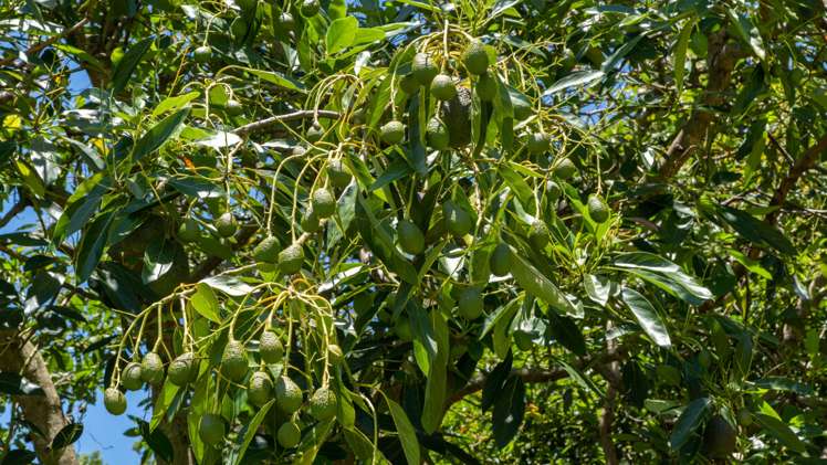 226 Snodgrass Road Te Puna_17