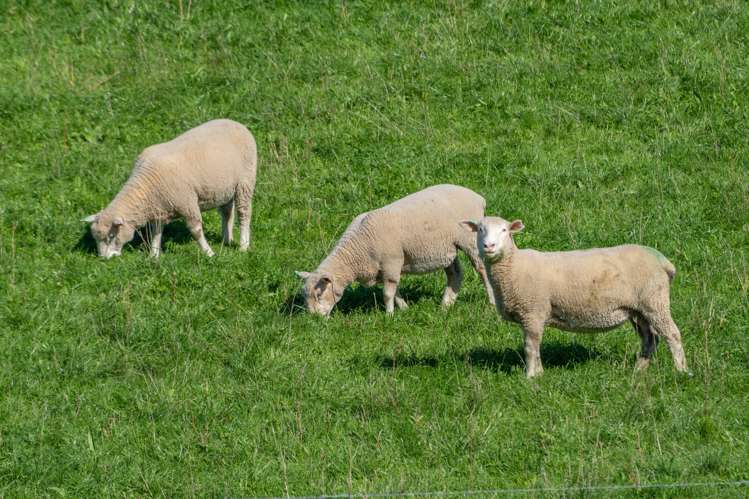 795 Omihi Road Waipara_14