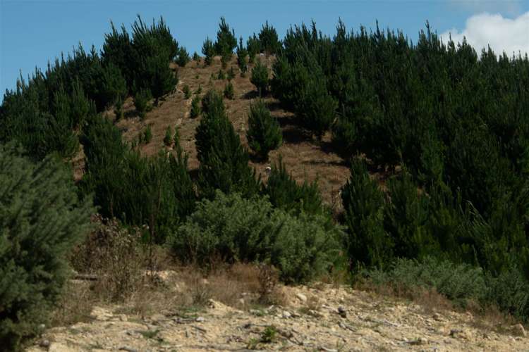 223 Rose Road Upper Moutere_10