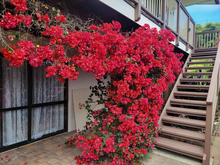 5 Amelia Crescent Waikawa_8