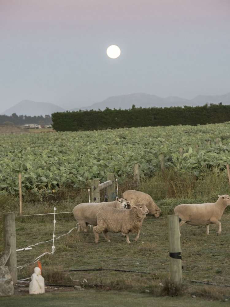 936 Mitchells Road Bankside_19