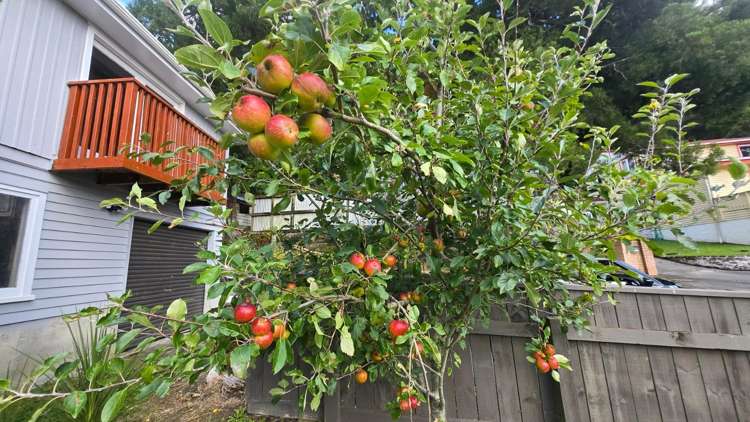  E/470 Stokes Valley Road Stokes Valley_19