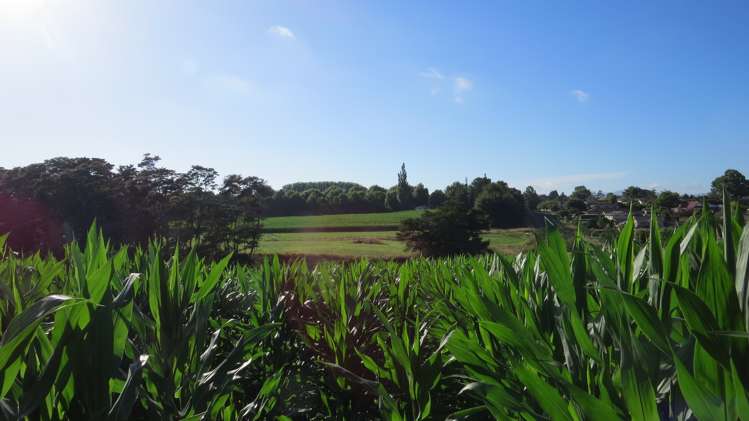 6 Seales Road Morrinsville_2