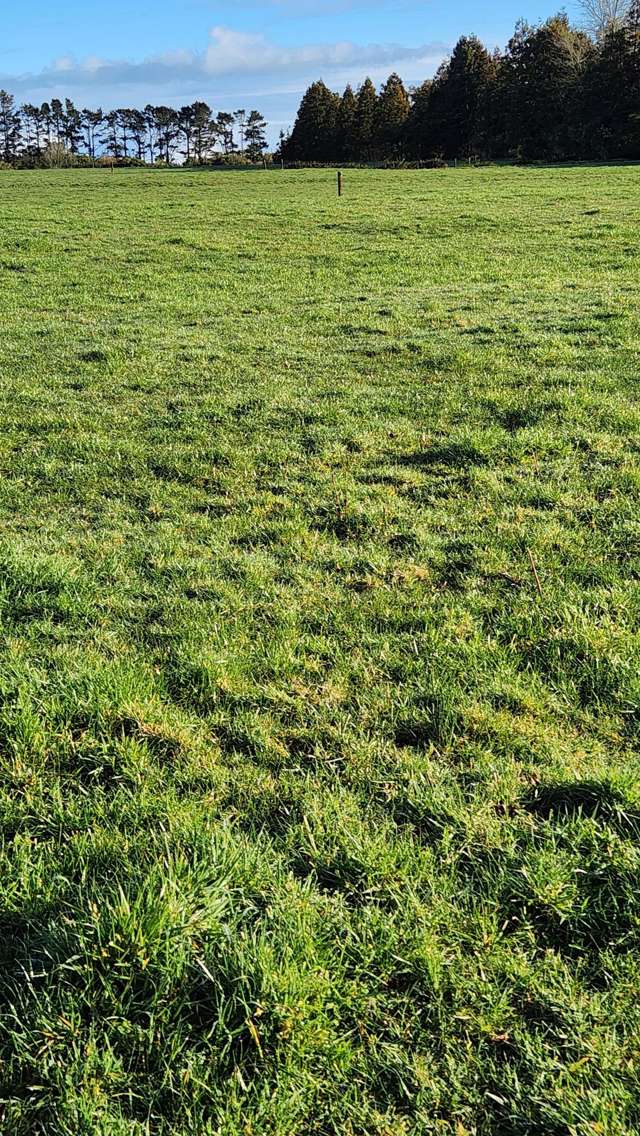 356 Norfolk Road Inglewood_2