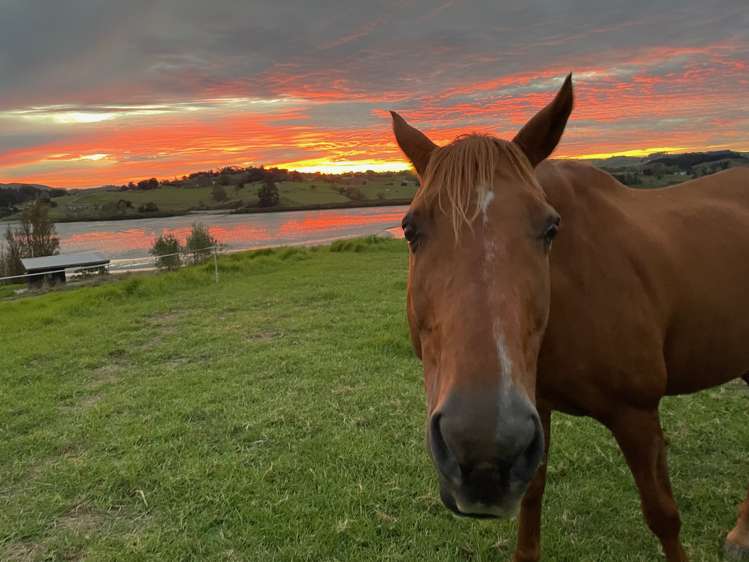 228 Petley Road Paparoa_5