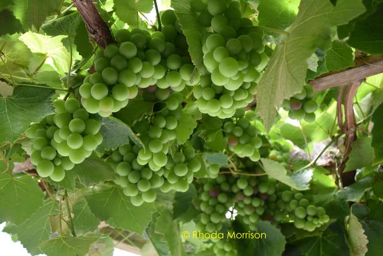 318 Franklin Road Paparoa_7