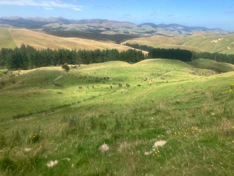 25 Mangamaire Road Dannevirke_7