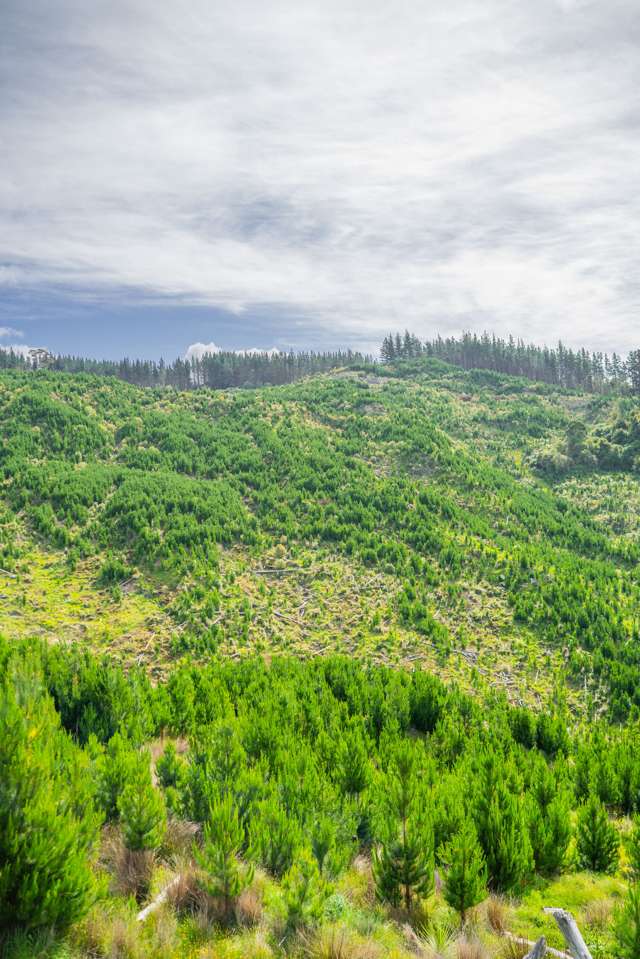 Tauwhareparae Road Tauwhareparae_1