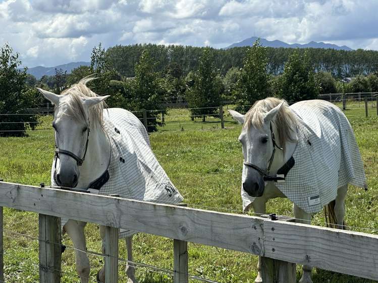 338 No 9 Road East Springdale_23