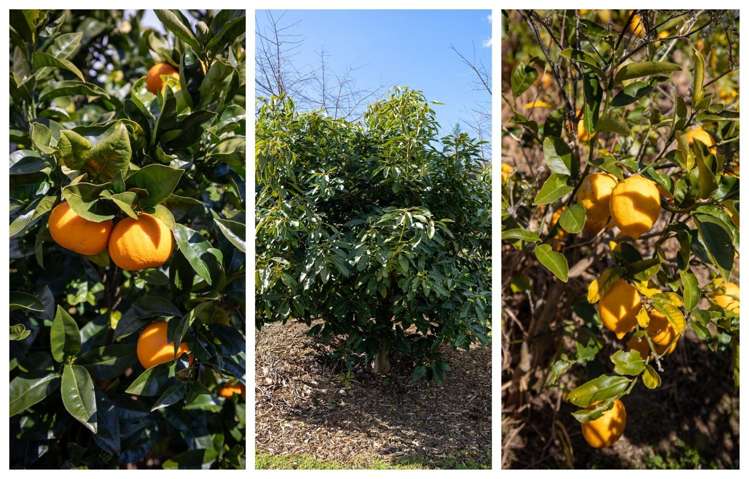 49 Oceana Drive Welcome Bay_32