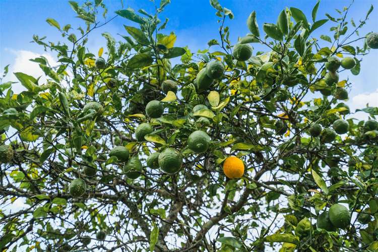 97 Crawford Crescent Kamo_25