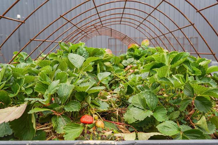 13 Knightsbridge Place Dinsdale_24