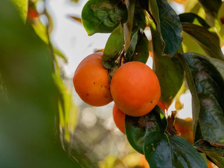 24c Pahoia Road Whakamarama_26