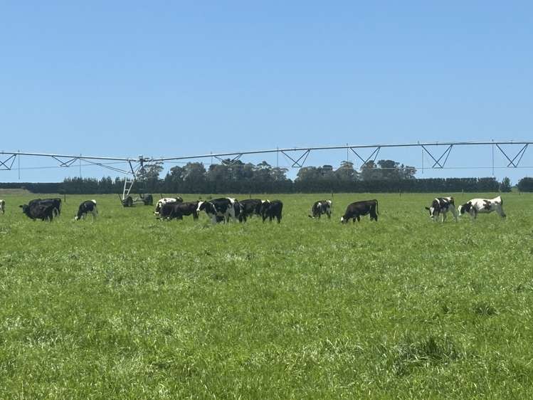 Burnham Road Temuka_24