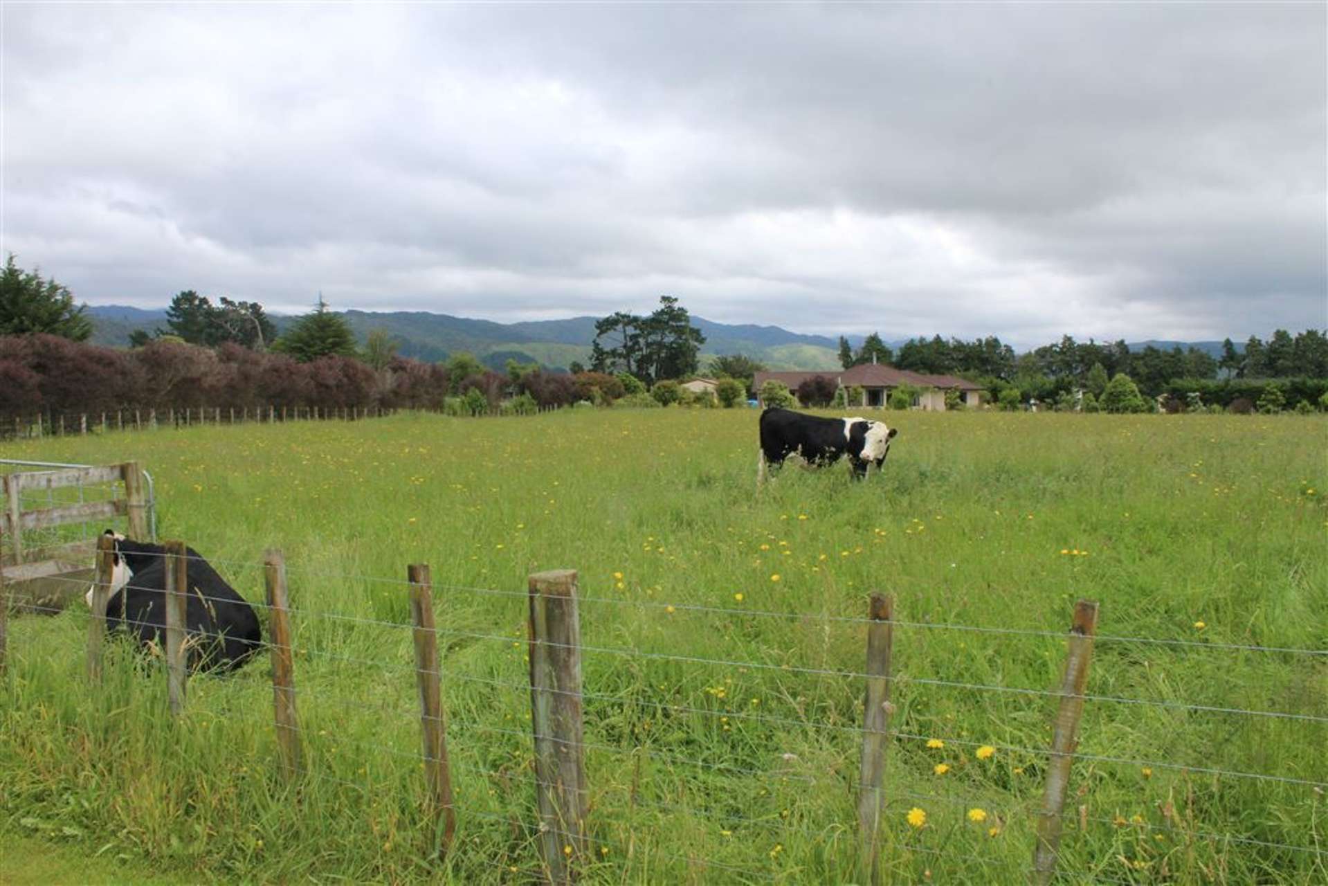 394 Tararua Road Levin_0