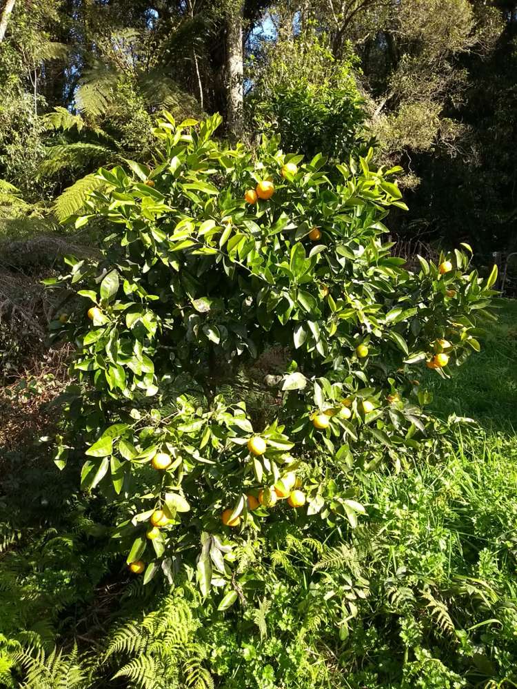 165 Pekanui Road Puketotara_26