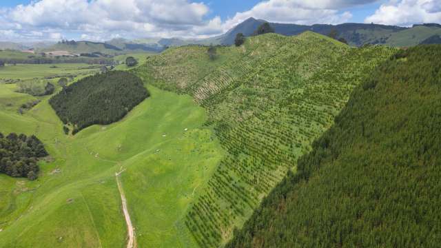 Lot 2 Te Kopia Road Waikite Valley_1