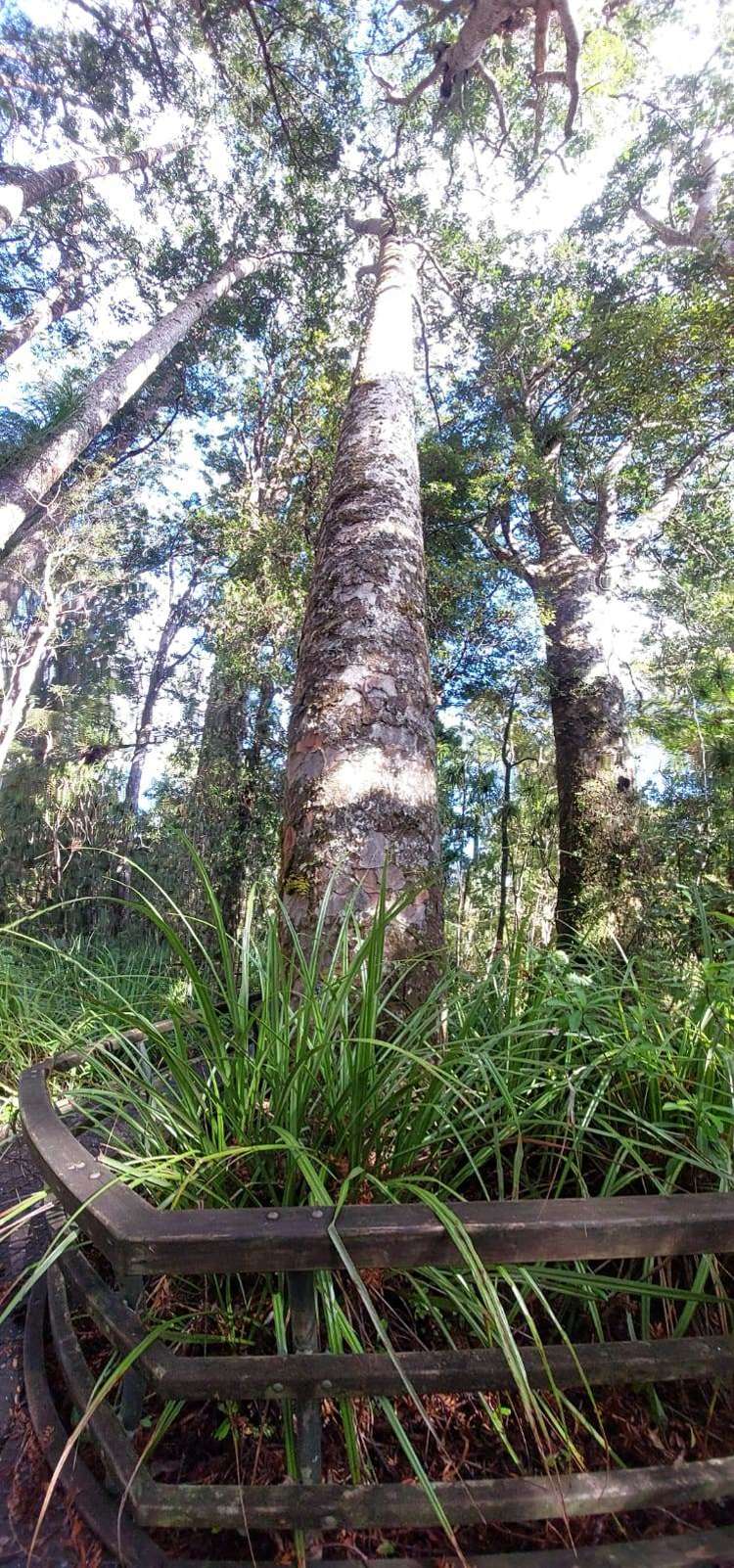 Lot 2/2084 Waiare Road Kaeo_30