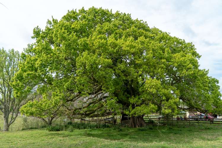 52 North Road Kaitaia_5