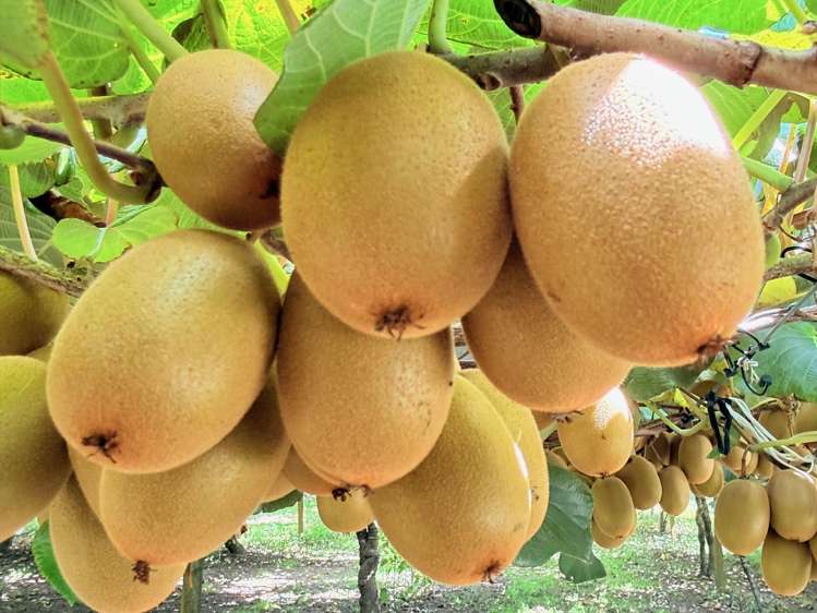 730 Old Coach Road Pongakawa_17