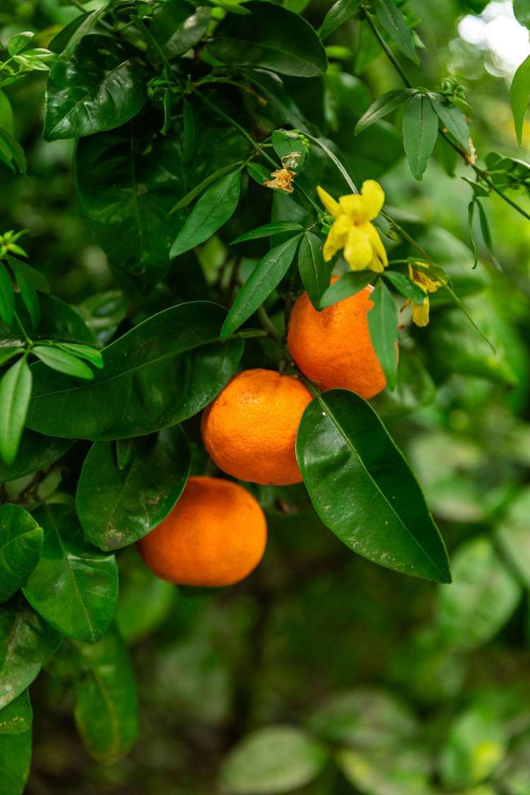 42 Galbraith Street Waihi_29