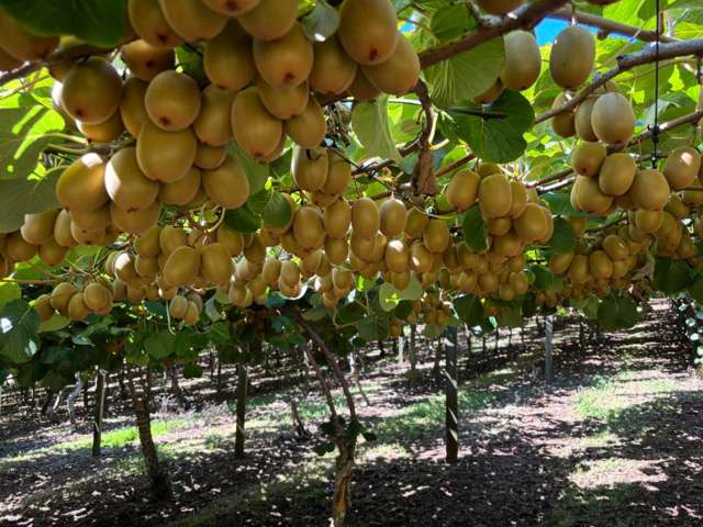 6a Woodland Road Katikati_1