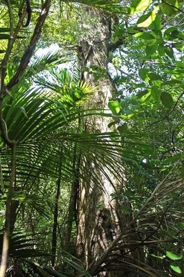 248 Rosalie Bay Road Great Barrier Island (Aotea Island)_7