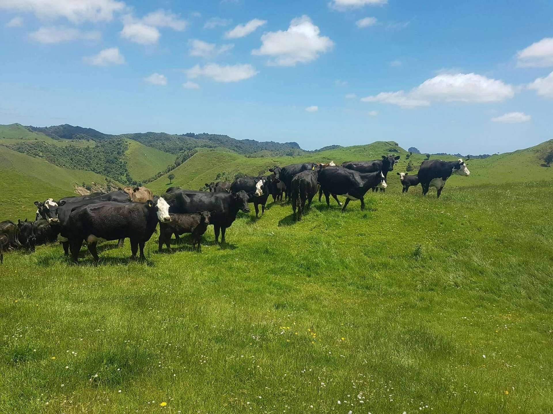 Mahoe Road Waitomo_0