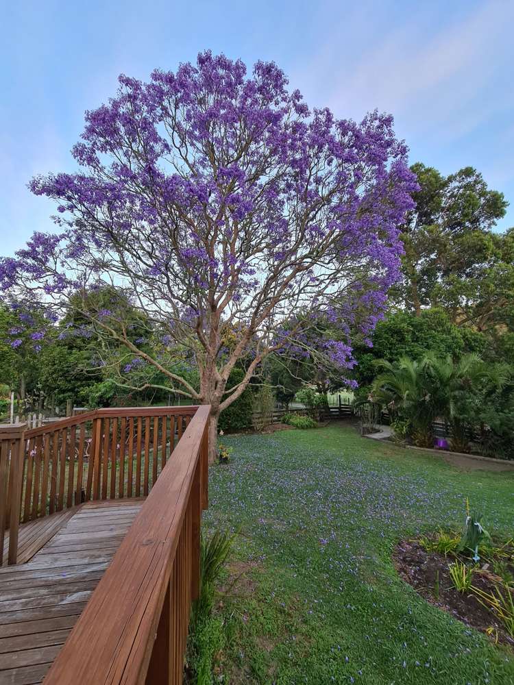 98 Corlett Road Tauhoa_19