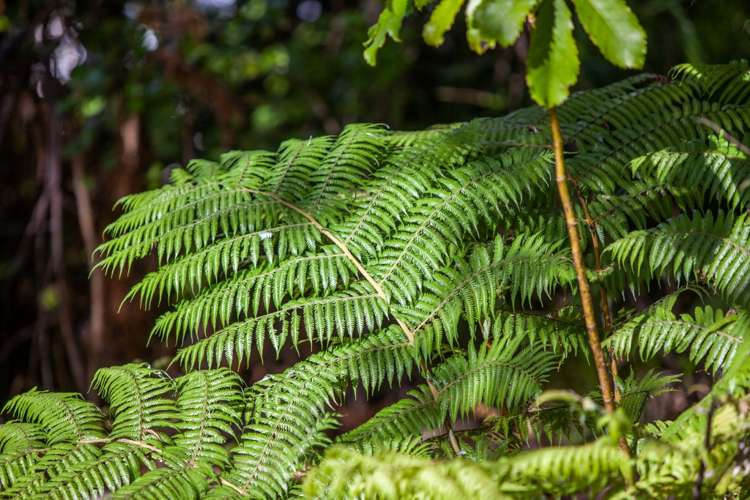 237 Opoutere Road Opoutere_14