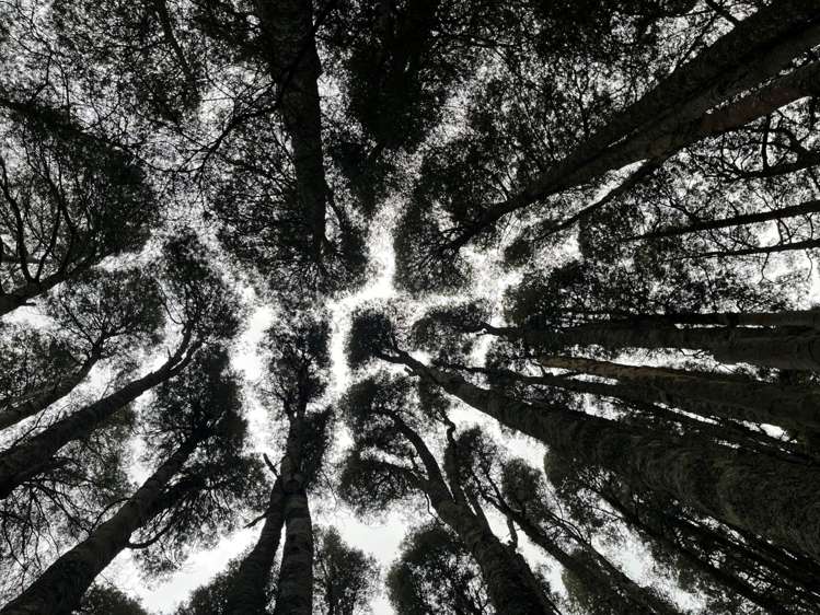 88c Creamery Road Pollok_28