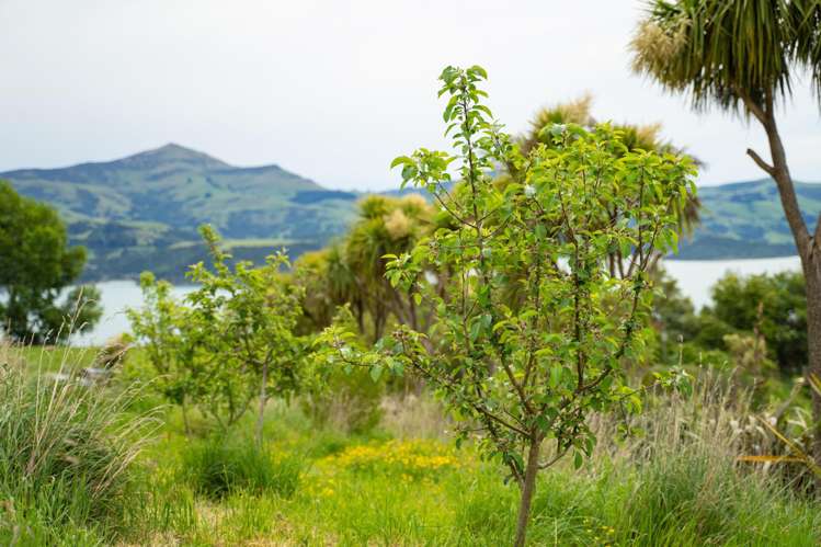 41 Lighthouse Road Akaroa_6