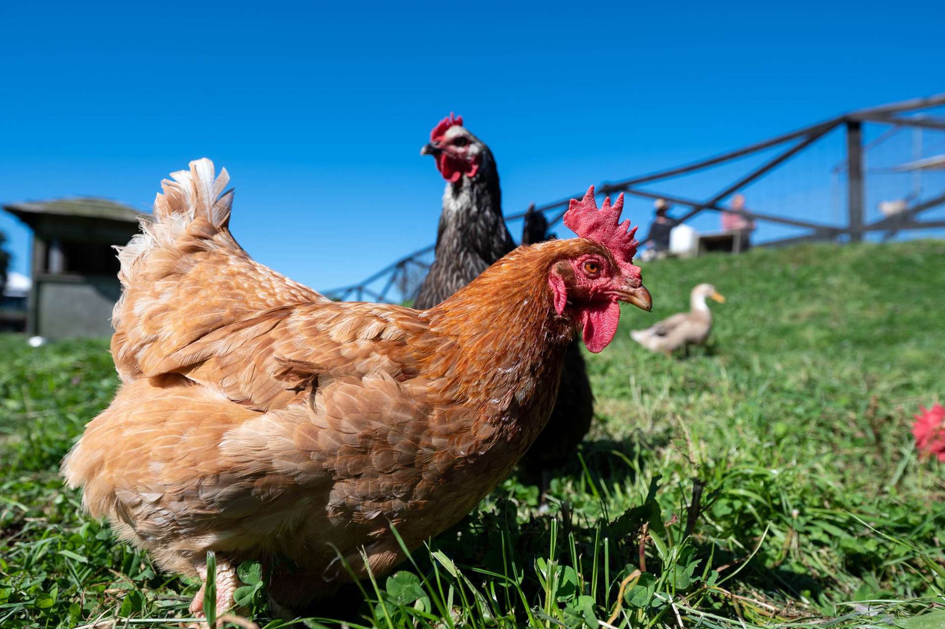 22 Umuroa Street Mamaku_0