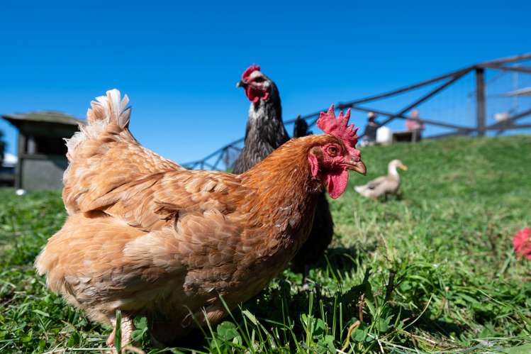 22 Umuroa Street Mamaku_0