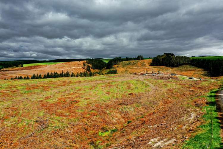 The Dasher Road Maraeweka_15