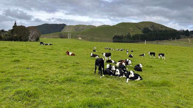 100 Heights Road Shannon_3